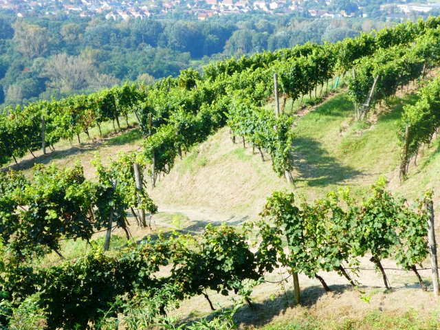 2016 Sommelier-Weinreise Niederösterreich